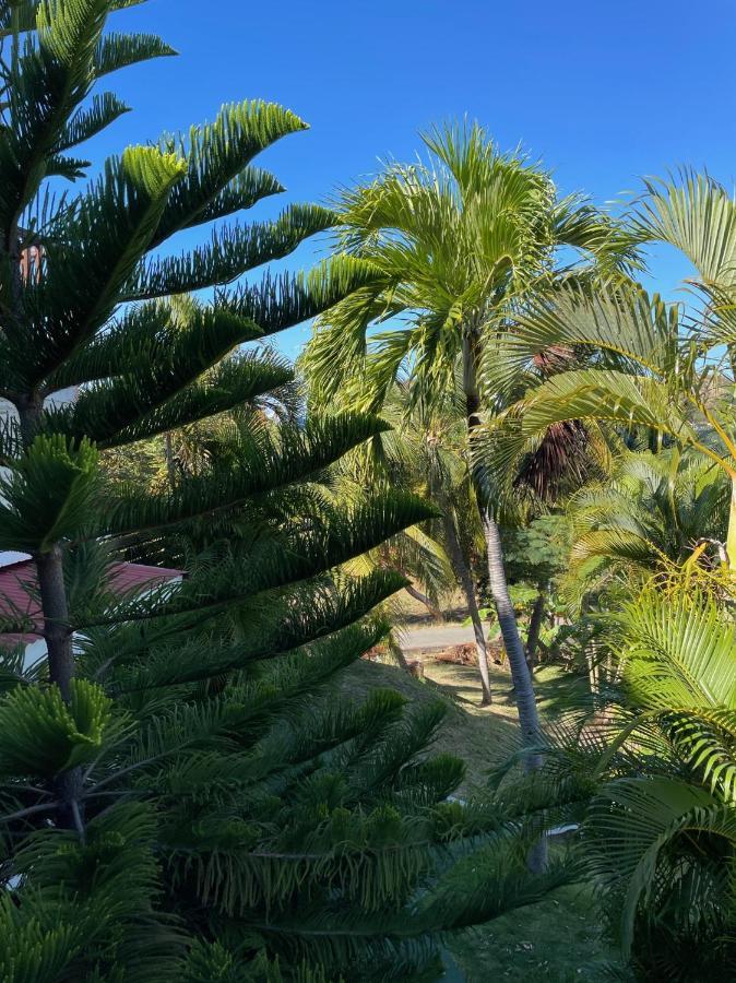 Jardin Sur * Terre-De-Haut