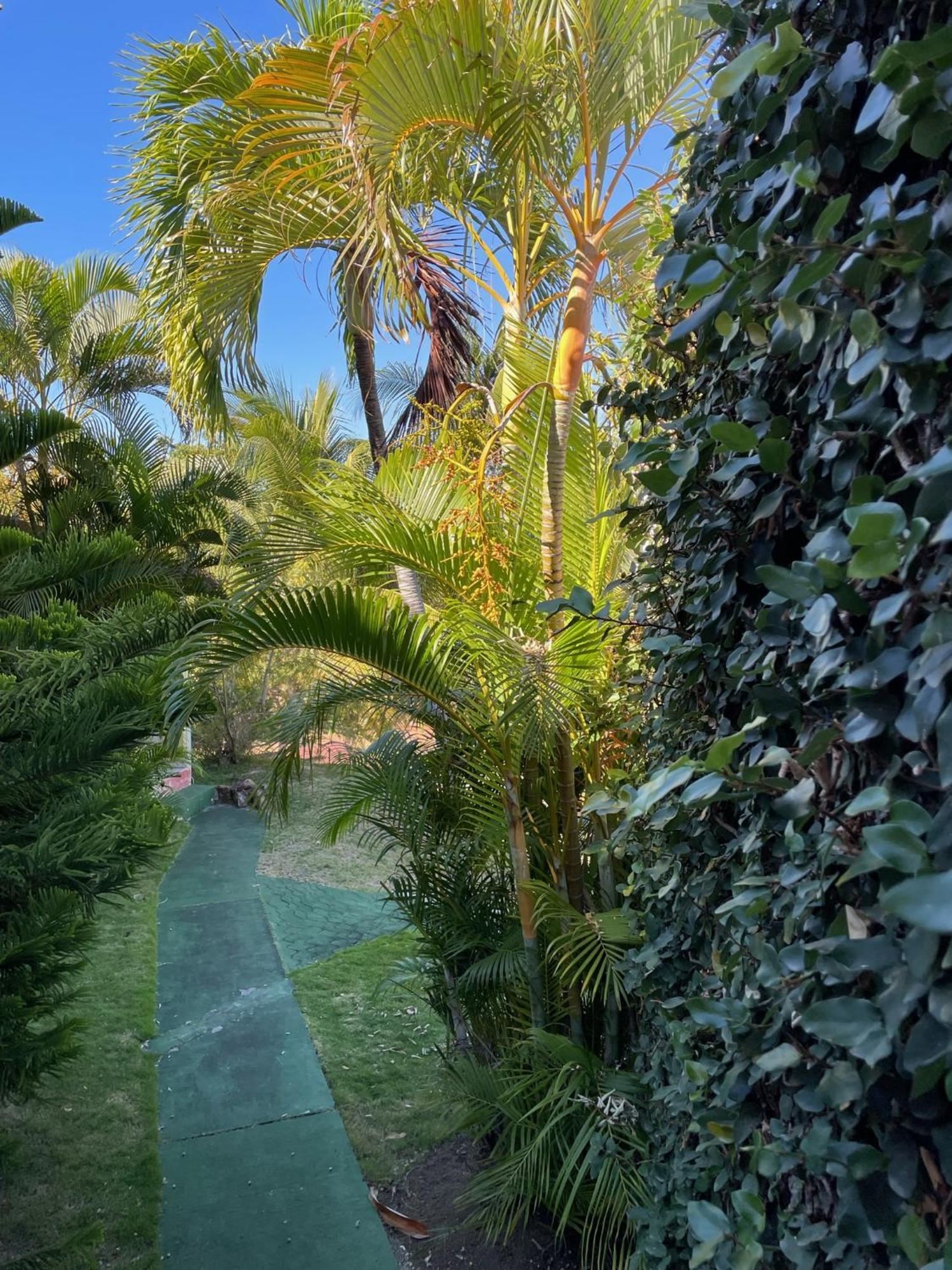 Jardin Sur * Terre-De-Haut